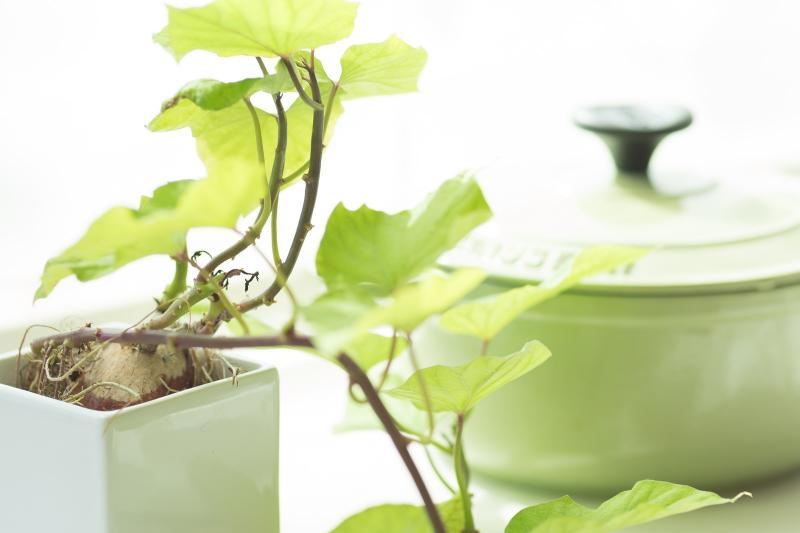 趣味 観葉植物を育ててみませんか 栃木建築社 宇都宮市 鹿沼市で新築デザイン注文住宅を建てる方へ 趣味 観葉植物を育ててみませんか 栃木建築社 宇都宮市 鹿沼市で新築デザイン注文住宅を建てる方へ