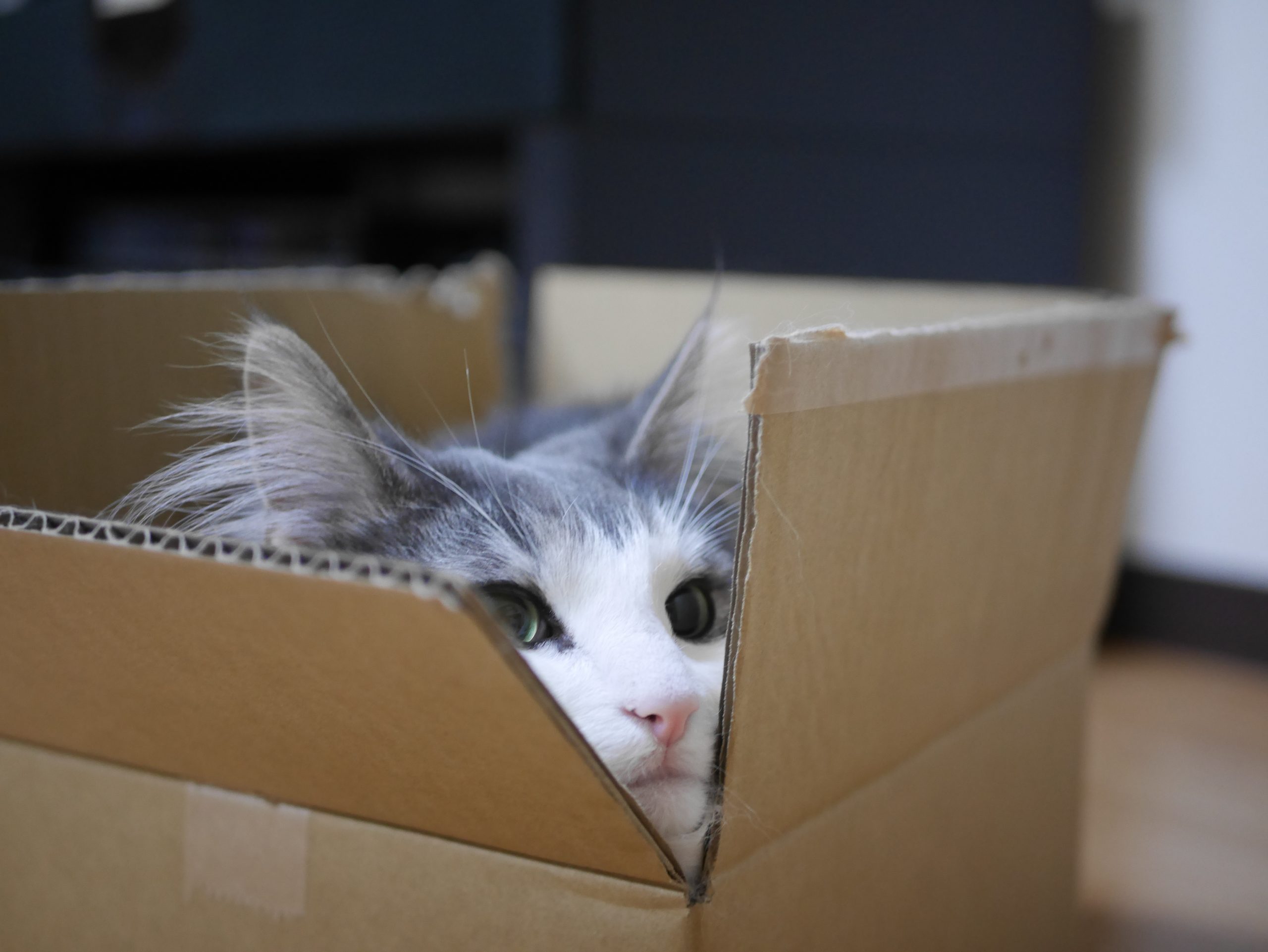 <暮らしの知識>猫と快適に暮らす