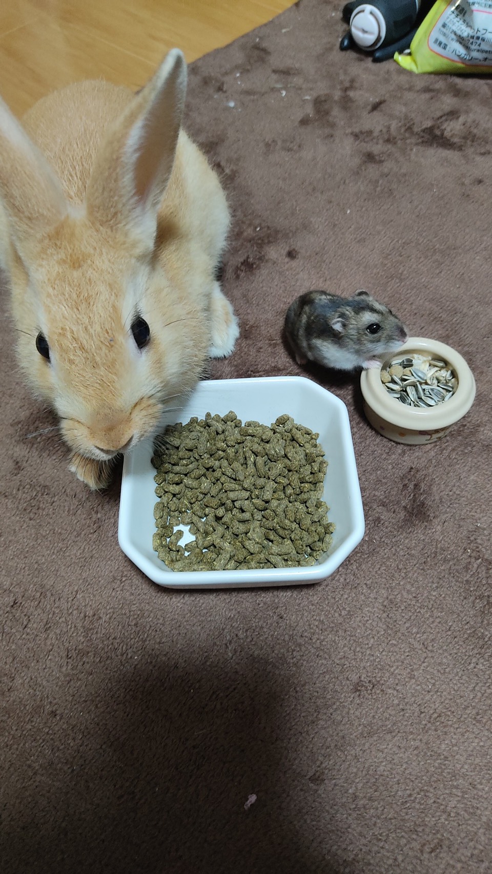 〈イベント〉ちびっこ動物🐇🐹