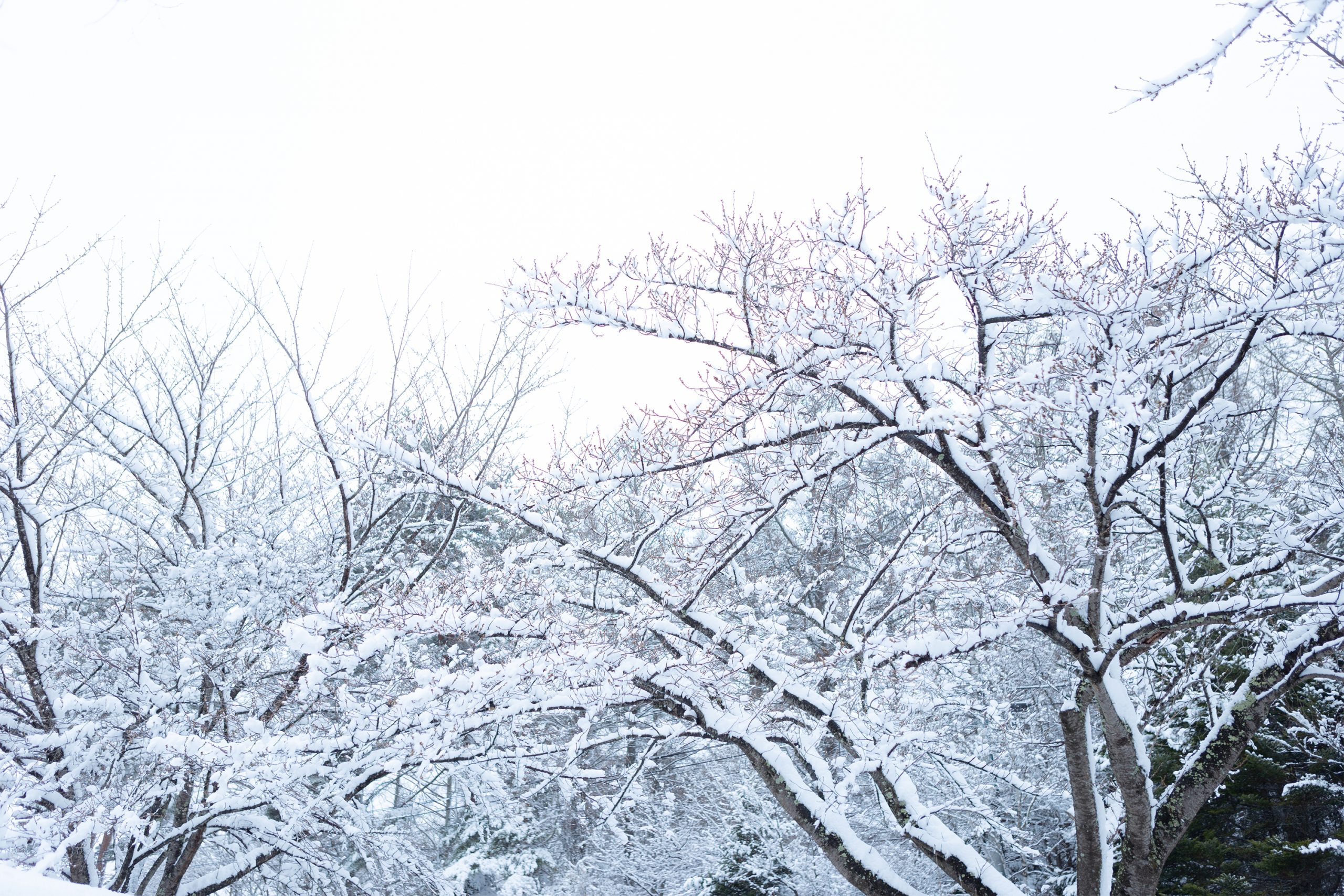 〈暮らしの知識・ご報告〉地域の積雪量