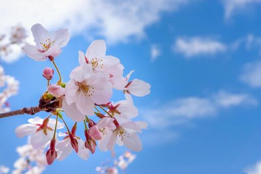 暮らしの知識 桜前線 宇都宮 鹿沼 真岡でおしゃれな家の注文住宅なら工務店の栃木建築社