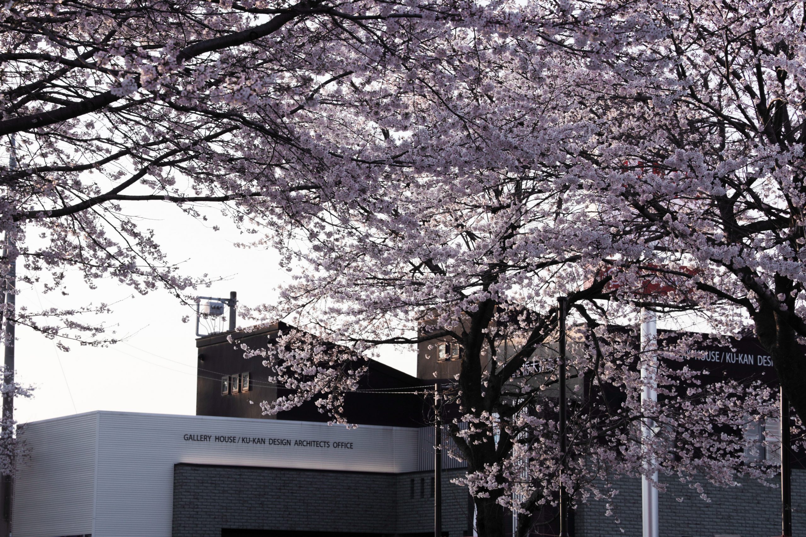 〈趣味〉今年も桜満開ですっ！