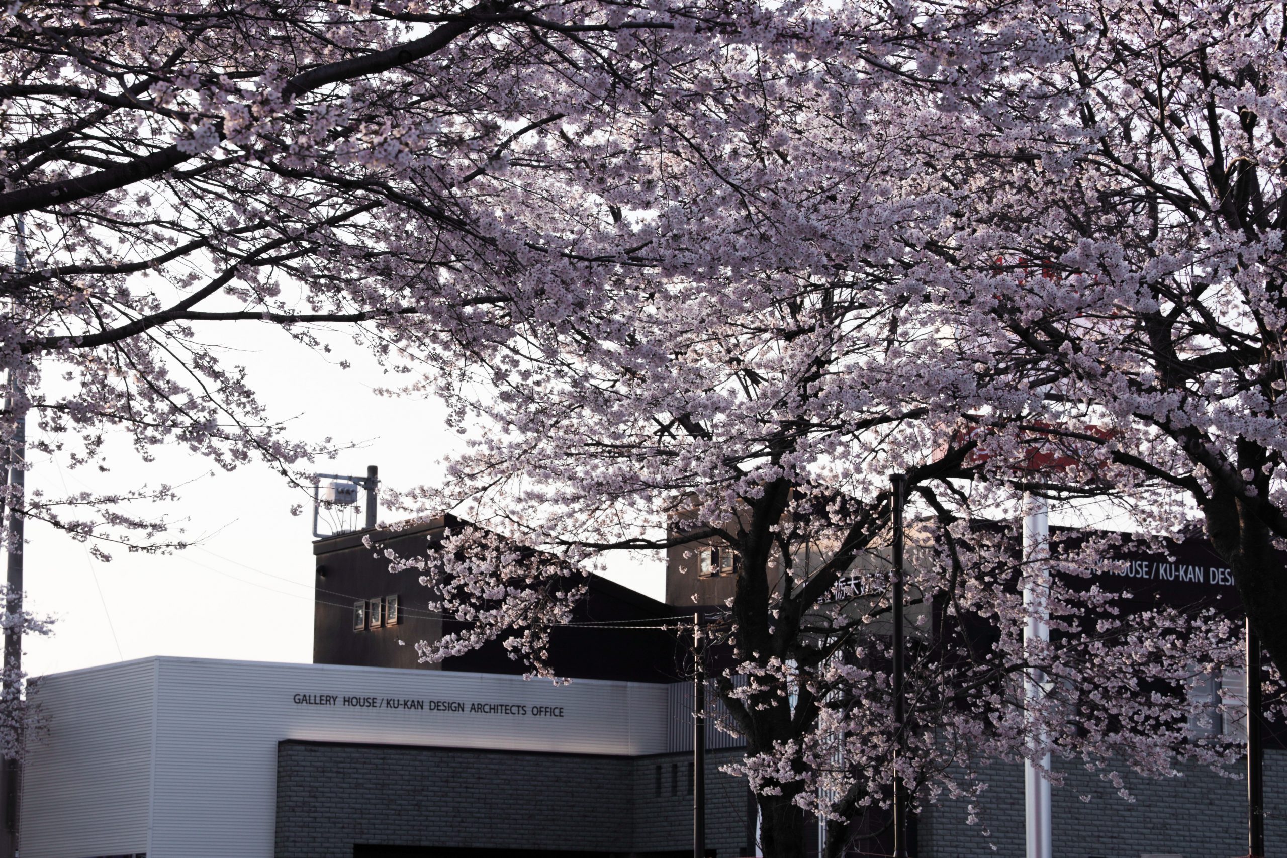 〈趣味〉今年も桜満開ですっ!