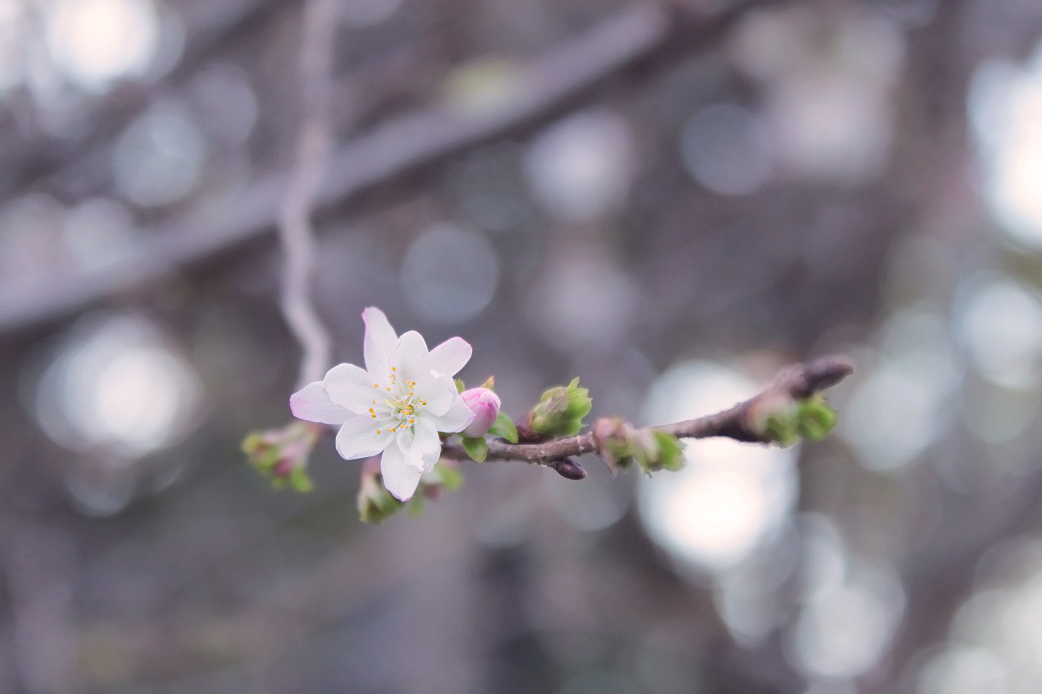 〈暮らしの知識〉桜の開花