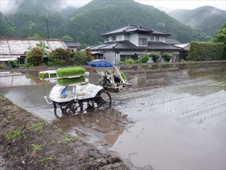 田植えの完了