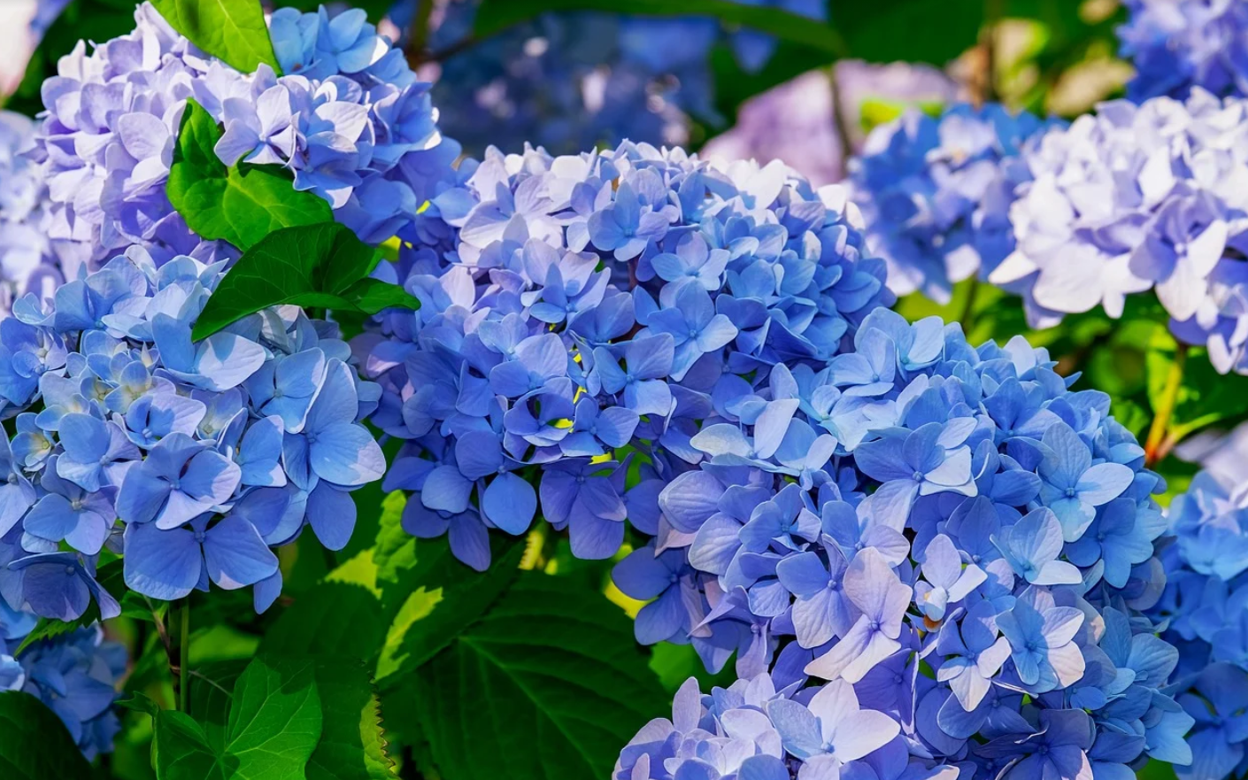 《暮らしの知識》紫陽花