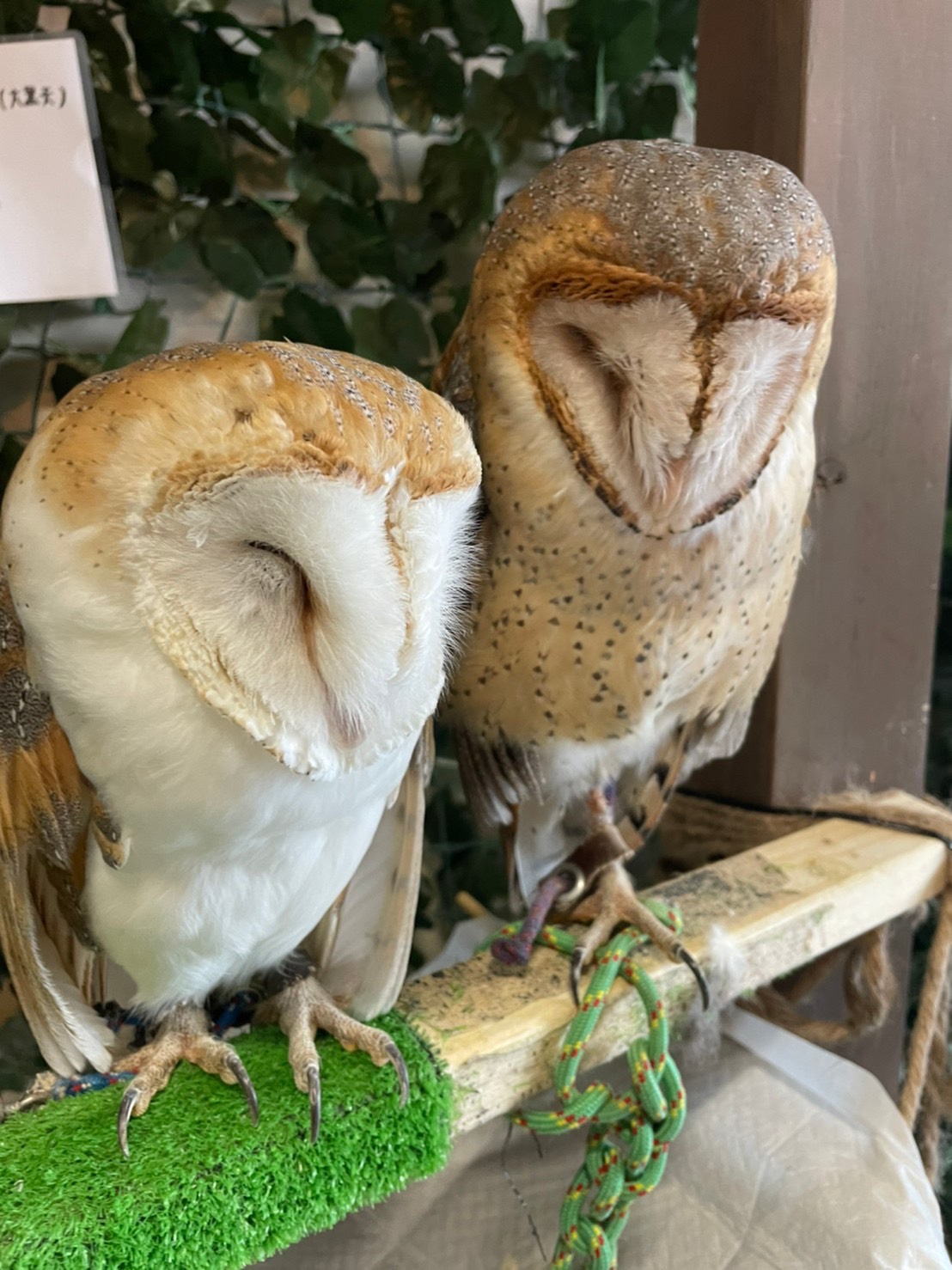 足利とフクロウ🦉