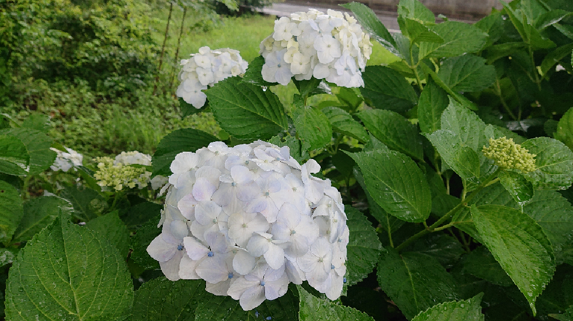 【暮らしの知識】散歩の効果