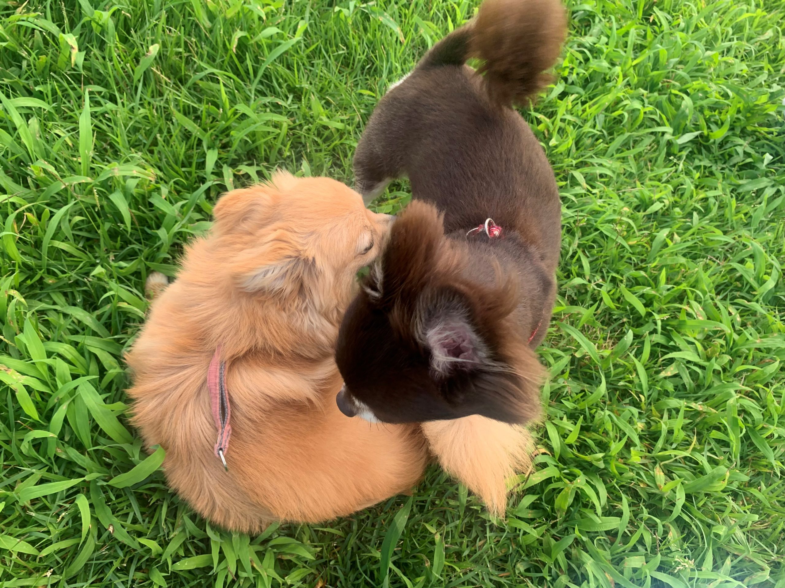 〈趣味〉愛犬とドッグラン🐕