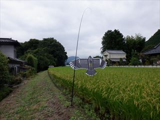 カイト 鷹の追加