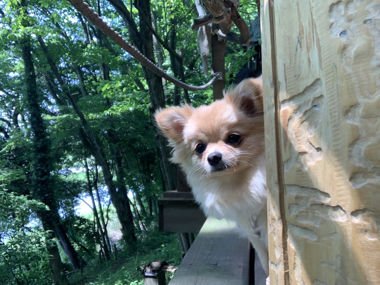 <趣味>ファンクラブ発足?