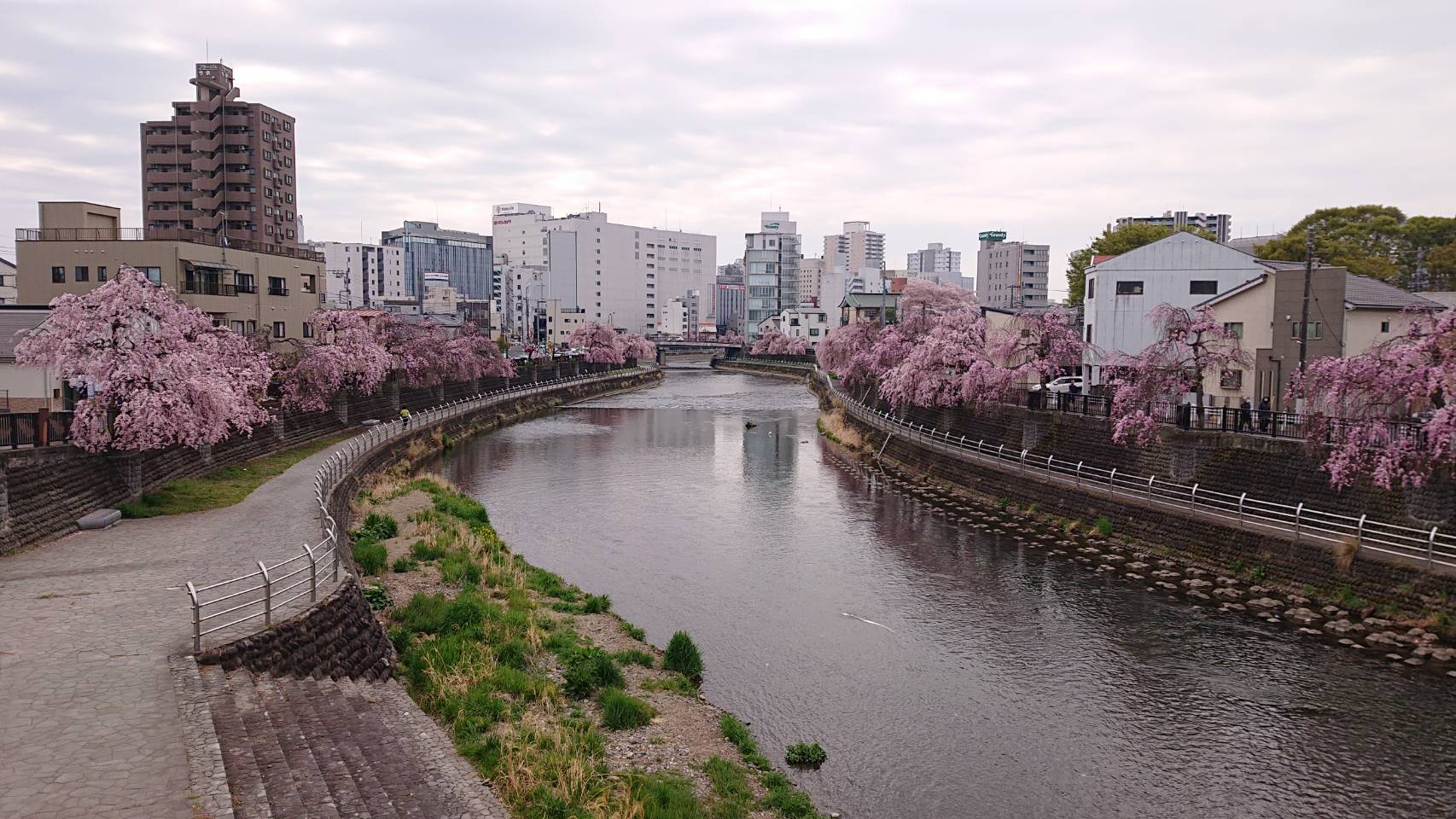 《くらしの知識》桜🌸三昧？！