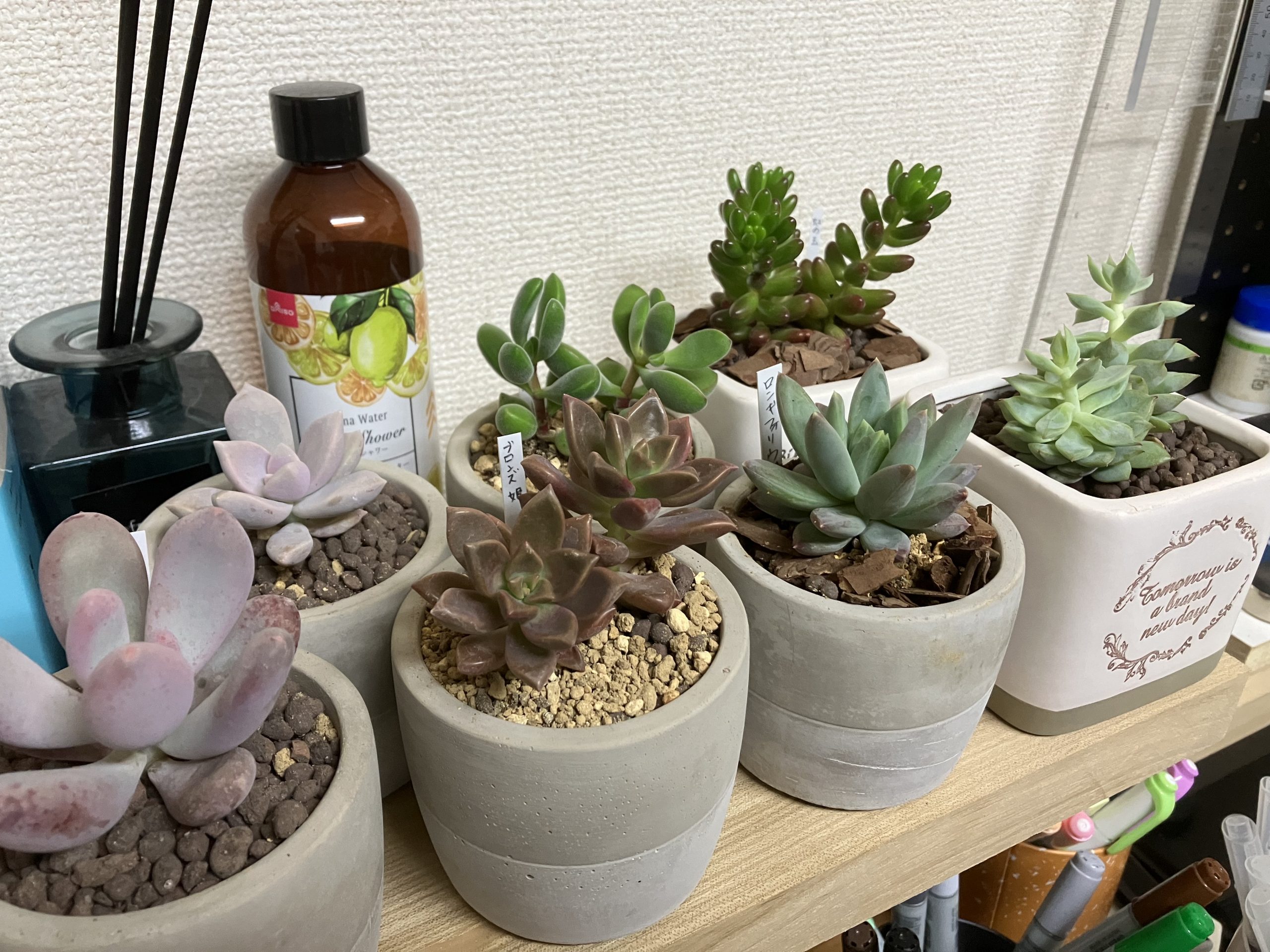 〈趣味〉多肉植物デビューしましたっ🌱
