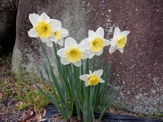 庭に草花が咲き始めました。